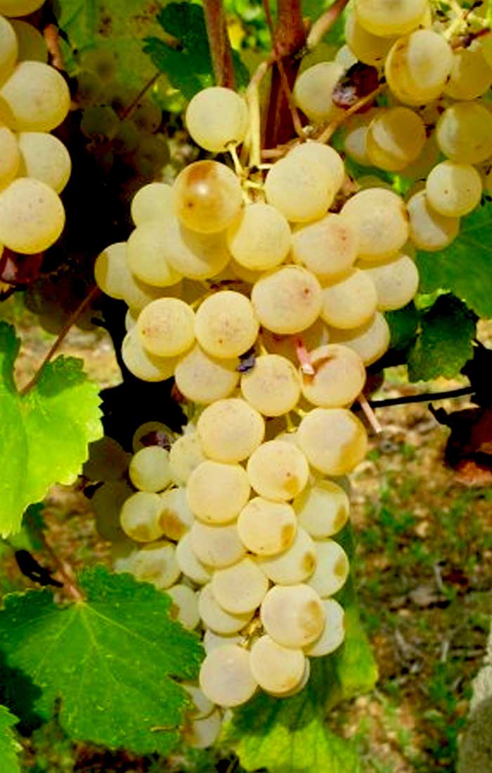 I sentieri del vino