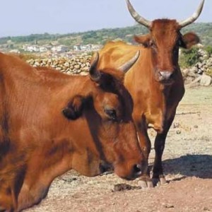 Mucche al pascolo